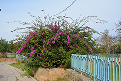 Royal Purple Bougainvillea (Bougainvillea 'Royal Purple') at Lakeshore Garden Centres