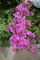 Royal Purple Bougainvillea (Bougainvillea 'Royal Purple') at Lakeshore Garden Centres