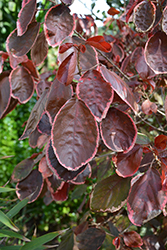 Obovata Copperleaf (Acalypha wilkesiana 'Obovata') at Lakeshore Garden Centres