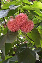 Pink Ball Tree (Dombeya wallichii) at Lakeshore Garden Centres