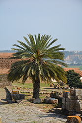 Sylvester Date Palm (Phoenix sylvestris) at Lakeshore Garden Centres