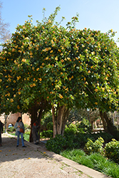 Cup of Gold Vine (Solandra maxima) at Lakeshore Garden Centres