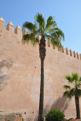 Desert Fan Palm (Washingtonia filifera) at Lakeshore Garden Centres