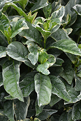 Variegated Laurustinus (Viburnum tinus 'Variegatum') at Lakeshore Garden Centres