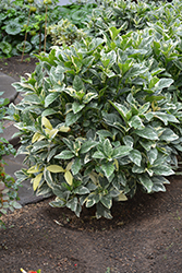 Variegated Laurustinus (Viburnum tinus 'Variegatum') at Lakeshore Garden Centres