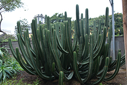 Canary Island Spurge (Euphorbia canariensis) at Lakeshore Garden Centres