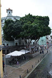 Indian Laurel Fig (Ficus microcarpa) at Lakeshore Garden Centres