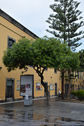 Yellow Oleander (Thevetia peruviana) at Lakeshore Garden Centres