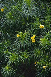 Yellow Oleander (Thevetia peruviana) at Lakeshore Garden Centres