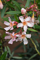 Sofia Oleander (Nerium 'Sofia') at Lakeshore Garden Centres
