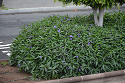 Mexican Petunia (Ruellia brittoniana) at Lakeshore Garden Centres