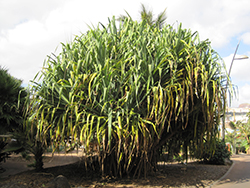Pandanus (Pandanus baptistii) at Lakeshore Garden Centres