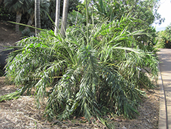 Seashore Palm (Allagoptera arenaria) at A Very Successful Garden Center