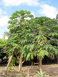 Papaya (Carica papaya) at Lakeshore Garden Centres