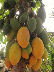 Papaya (Carica papaya) at Lakeshore Garden Centres