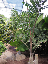 Zebra Fishtail Palm (Caryota zebrina) at Lakeshore Garden Centres