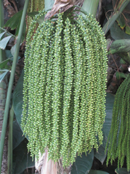 Variegated Fishtail Palm (Caryota mitis 'Variegata') at Lakeshore Garden Centres