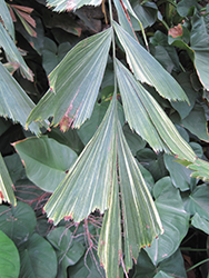 Variegated Fishtail Palm (Caryota mitis 'Variegata') at Lakeshore Garden Centres