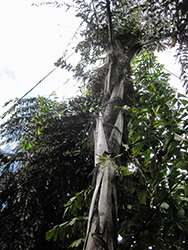 Giant Fishtail Palm (Caryota obtusa) at Lakeshore Garden Centres