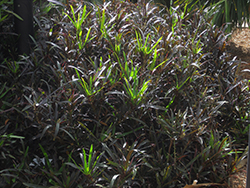 Mother And Daughter Croton (Codiaeum variegatum 'Mother And Daughter') at Lakeshore Garden Centres