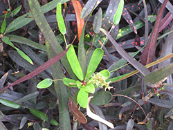 Mother And Daughter Croton (Codiaeum variegatum 'Mother And Daughter') at Lakeshore Garden Centres
