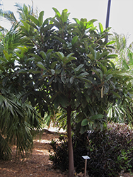 Elephant Apple (Dillenia indica) at Lakeshore Garden Centres