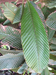 Elephant Apple (Dillenia indica) at Lakeshore Garden Centres