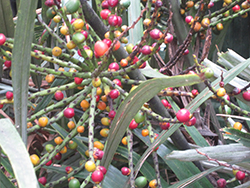 Arenga Palm (Arenga australasica) at Lakeshore Garden Centres