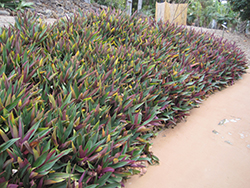 Moses In The Cradle (Tradescantia spathacea) at Lakeshore Garden Centres