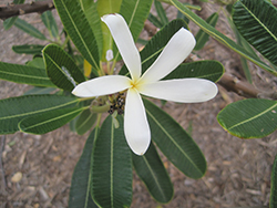 Singapore Plumeria (Plumeria obtusa) at Lakeshore Garden Centres