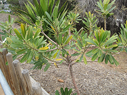 Singapore Plumeria (Plumeria obtusa) at Lakeshore Garden Centres