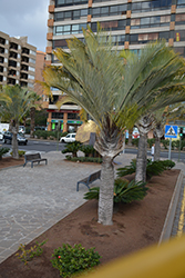 Triangle Palm (Dypsis decaryi) at Lakeshore Garden Centres
