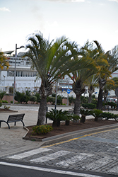 Triangle Palm (Dypsis decaryi) at Lakeshore Garden Centres