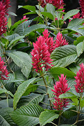 Brazilian Red Coat (Megaskepasma erythrochlamys) at Lakeshore Garden Centres