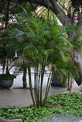Areca Palm (Dypsis lutescens) at Golden Acre Home & Garden