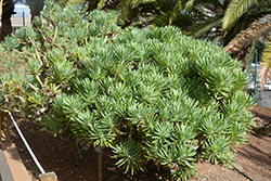 Candle Plant (Kleinia neriifolia) at Lakeshore Garden Centres