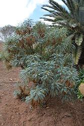 Stick of Blood (Marcetella moquiniana) at Lakeshore Garden Centres