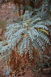 Stick of Blood (Marcetella moquiniana) at Lakeshore Garden Centres