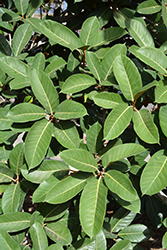 Velutina Fig (Ficus velutina) at Lakeshore Garden Centres