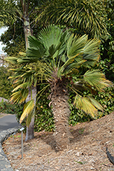 Waggy Palm (Trachycarpus fortunei 'Wagnerianus') at Lakeshore Garden Centres