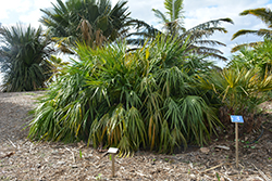 Saw Palmetto (Serenoa repens) at Lakeshore Garden Centres