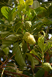 Noni (Morinda citrifolia) at Lakeshore Garden Centres