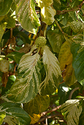 Variegated Noni (Morinda citrifolia 'potteri') at Lakeshore Garden Centres
