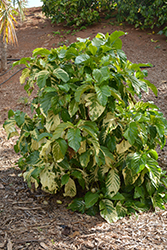 Variegated Noni (Morinda citrifolia 'potteri') at Lakeshore Garden Centres