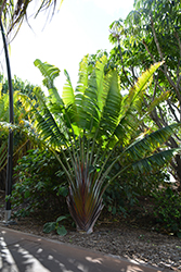 Honkandambo Traveller's Palm (Ravenala 'Honkandambo') at Lakeshore Garden Centres