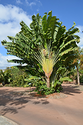Traveller's Palm (Ravenala madagascariensis) at Lakeshore Garden Centres