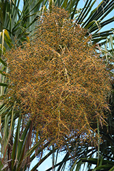 Bay Palmetto (Sabal mauritiiformis) at Lakeshore Garden Centres