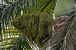 Florida Royal Palm (Roystonea regia) at Lakeshore Garden Centres