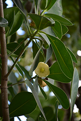 Balsam Apple (Clusia major) at Lakeshore Garden Centres