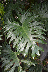 Tree Philodendron (Philodendron selloum) at Golden Acre Home & Garden